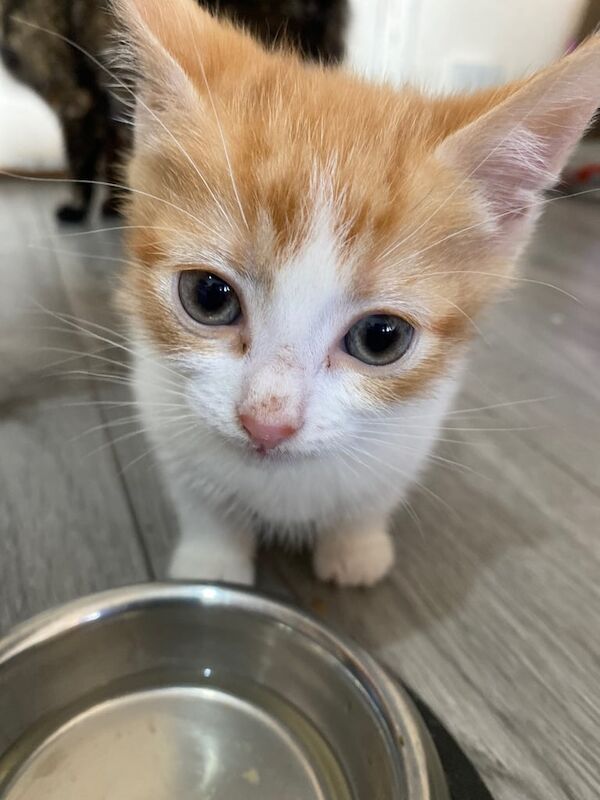 kitten for sale in Walthamstow, Greater London