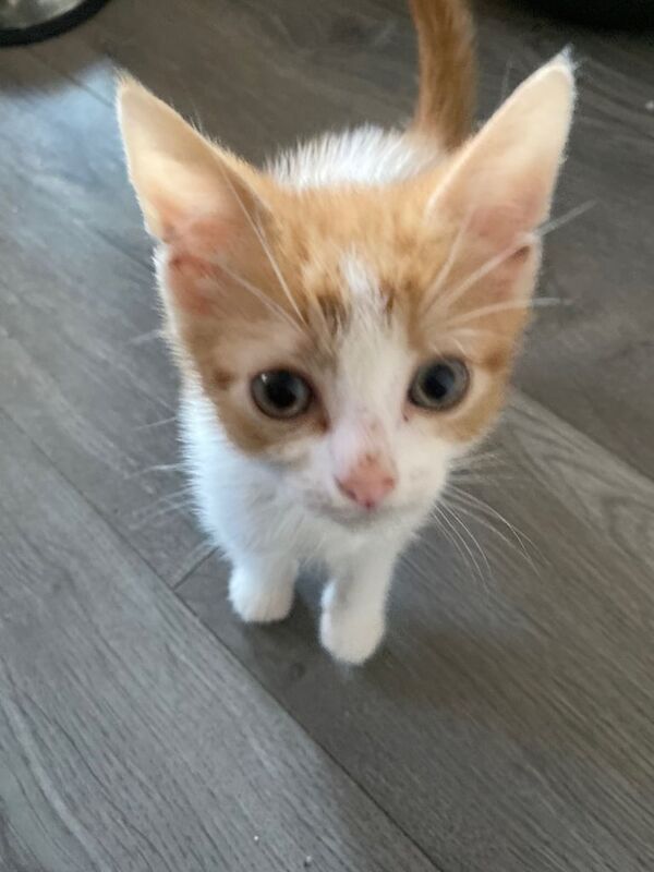 kitten for sale in Walthamstow, Greater London | Image 2