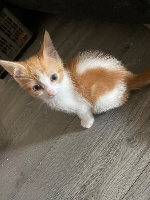 kitten for sale in Walthamstow, Greater London | Image 3