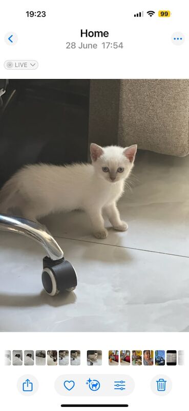 Persian kittens for sale in Chingford, Greater London – 8 weeks old