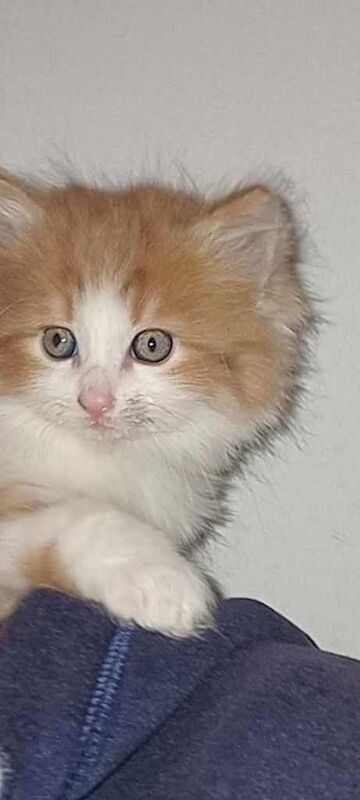 Persian Kittens For Sale Under £300