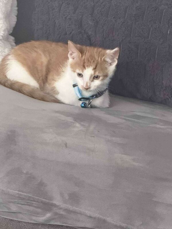 Persian kittens for sale in Whinmoor, West Yorkshire – 9 weeks old