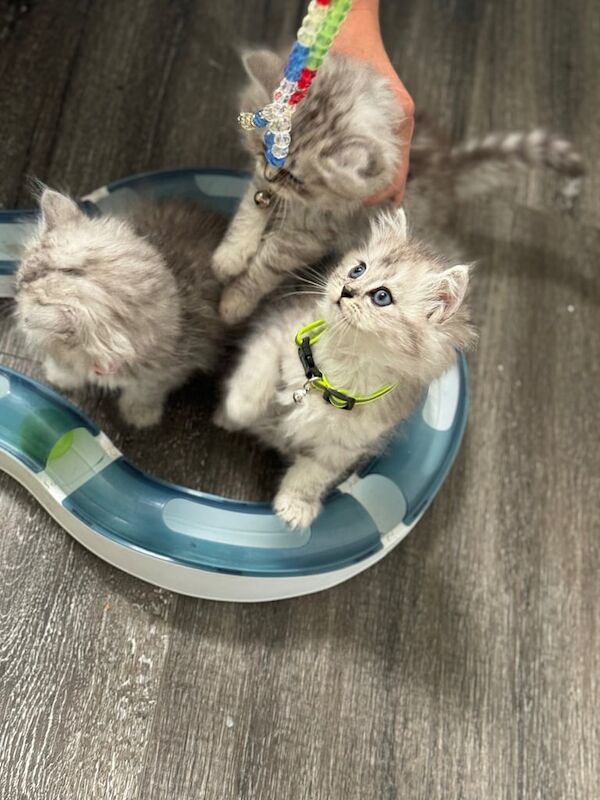 Kittens for sale in Harehills, West Yorkshire