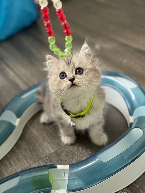 Kittens for sale in Harehills, West Yorkshire | Image 2