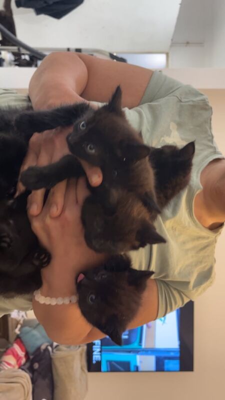 Kittens for sale in Northolt, Greater London