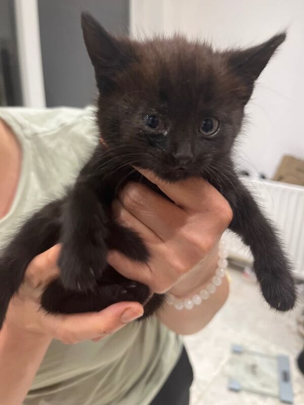 Kittens for sale in Northolt, Greater London | Image 2