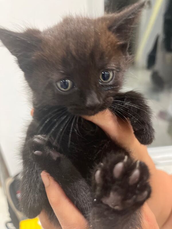 Kittens for sale in Northolt, Greater London | Image 3
