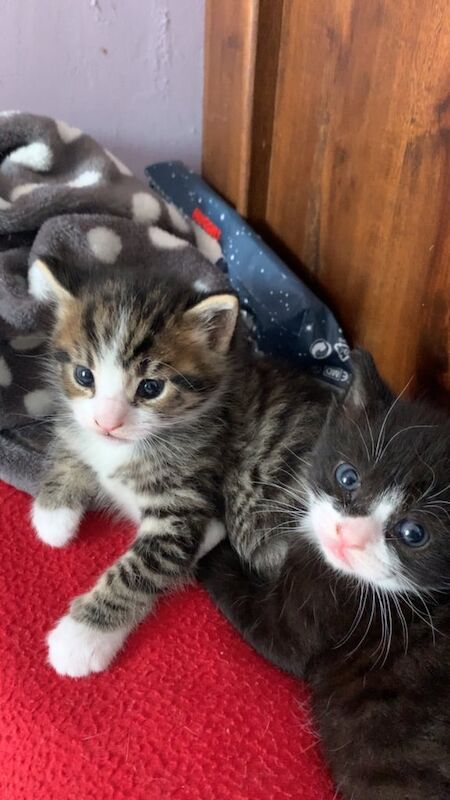 Kittens for sale in Halesowen, West Midlands