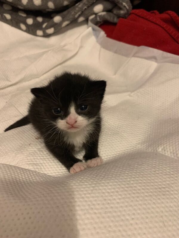 Kittens for sale in Halesowen, West Midlands - Image 2