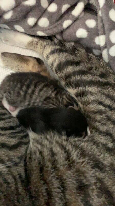 Kittens for sale in Halesowen, West Midlands - Image 3