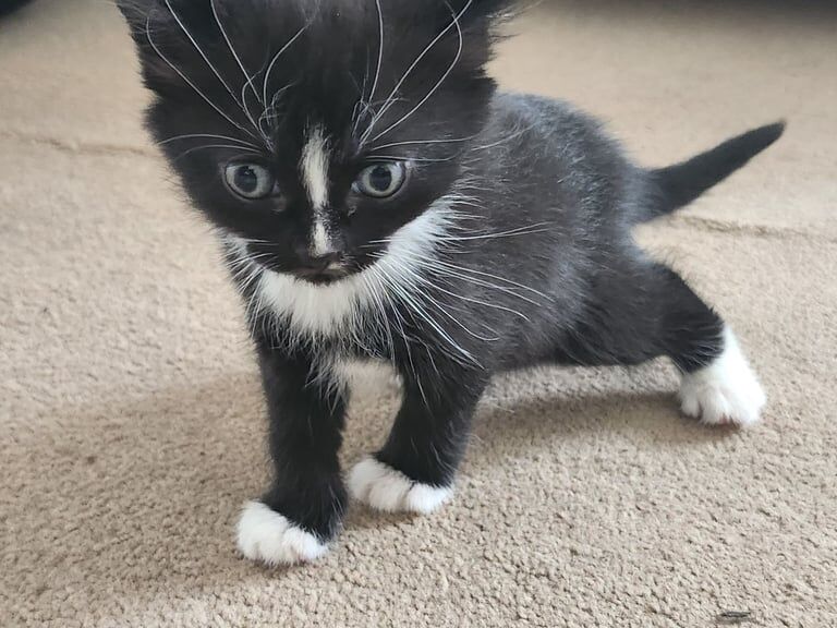 Persian kittens for sale in High Wycombe, Buckinghamshire – 9 weeks old