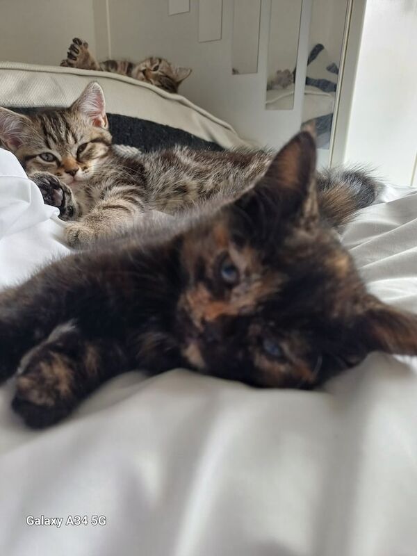 Persian kittens for sale in Preston, Lancashire – 9 weeks old