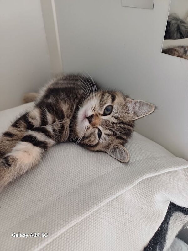 Persian kittens for sale in Preston, Lancashire – 9 weeks old - Image 2 of 3