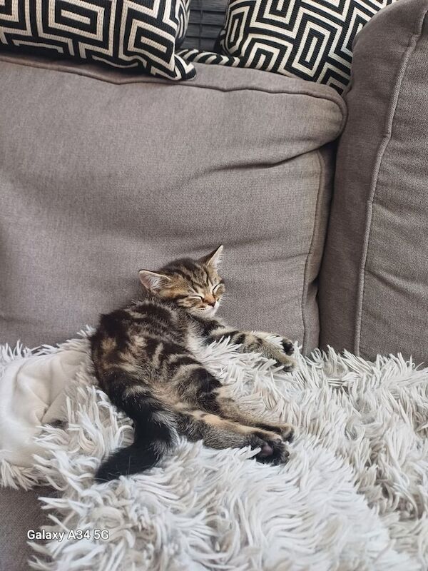 Persian kittens for sale in Preston, Lancashire – 9 weeks old - Image 3 of 3