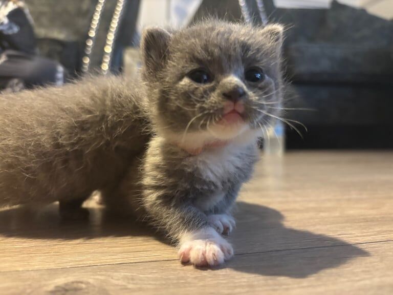 Persian Kittens For Sale
