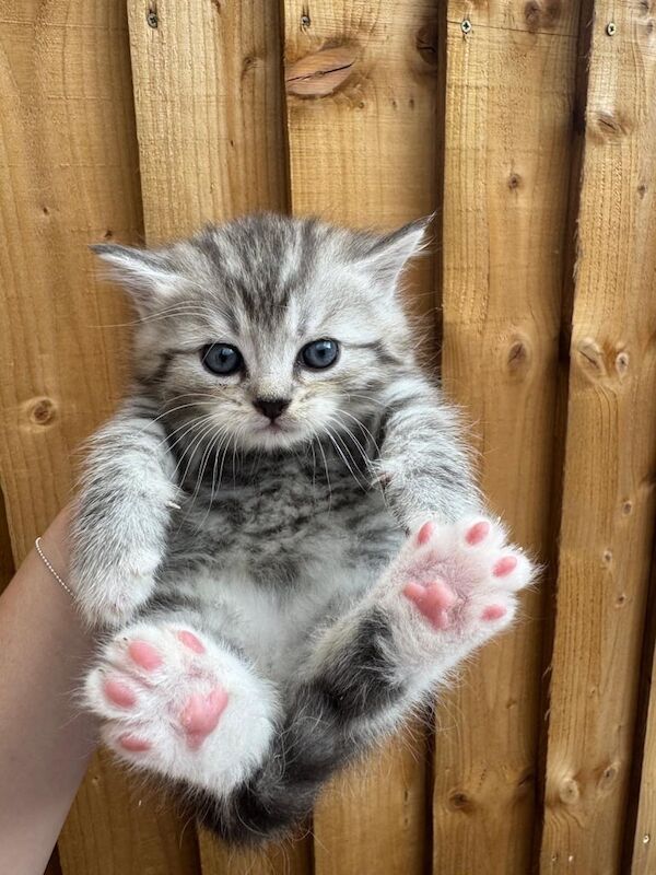 Persian kittens for sale in Hayes, Greater London β 9 weeks old