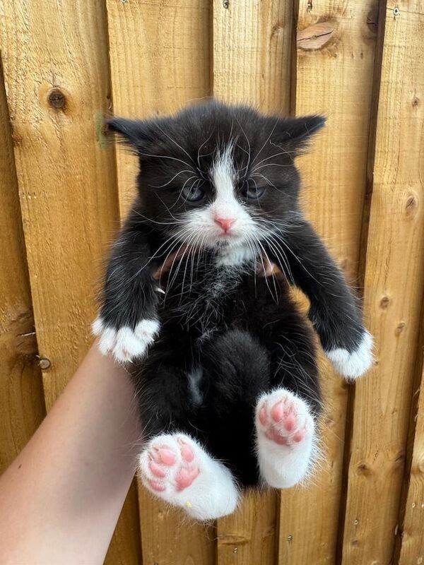 Persian kittens for sale in Hayes, Greater London – 9 weeks old - Image 3 of 3