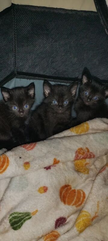 Persian Kittens For Sale Under £300