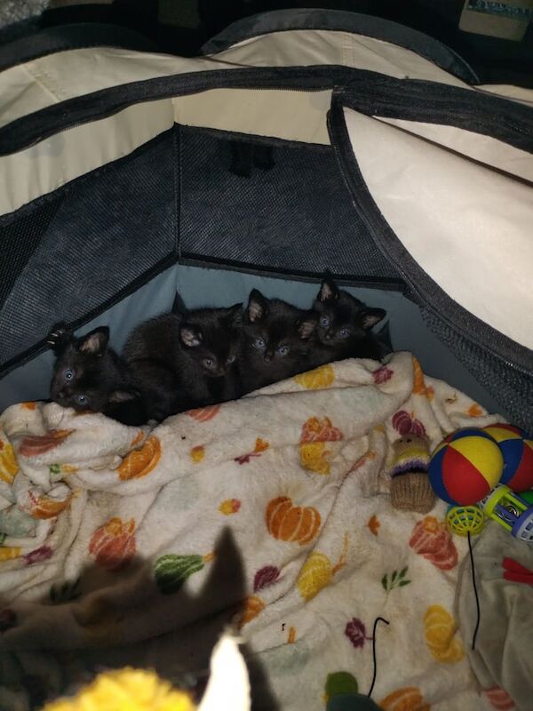 Persian kittens for sale in Plymouth, Devon – 6 weeks old - Image 2 of 2