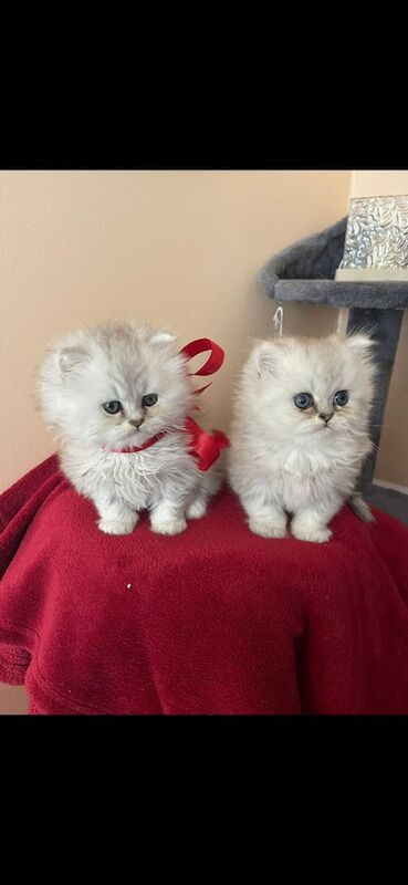 Persian kittens for sale in Ipswich, Suffolk – 8 weeks old