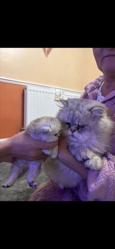 Persian kittens for sale in Ipswich, Suffolk – 8 weeks old - Image 2 of 3