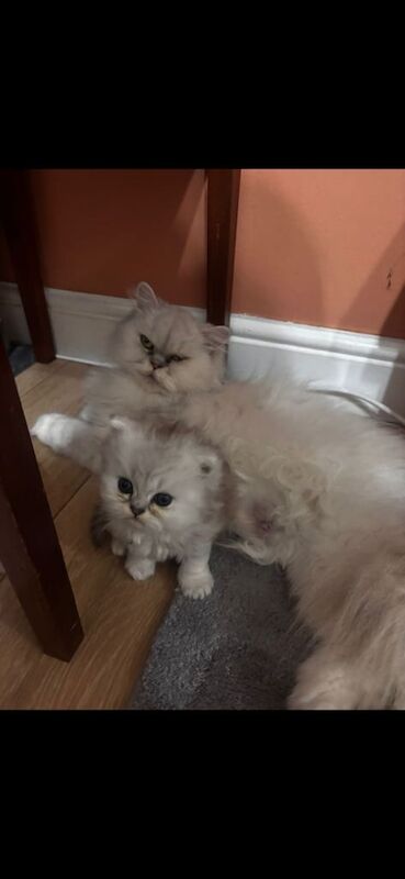 Persian kittens for sale in Ipswich, Suffolk – 8 weeks old - Image 3 of 3