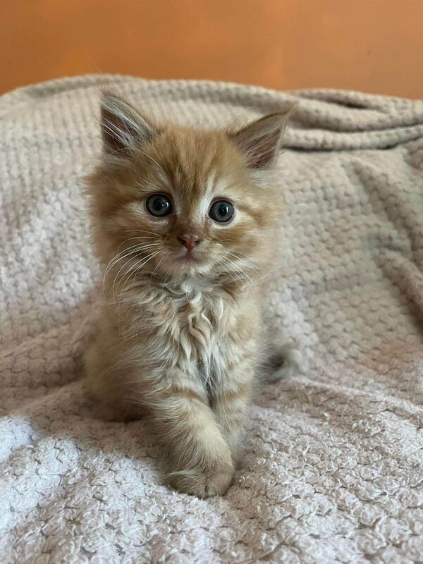 Persian kittens for sale in Cheetham Hill, Greater Manchester – 8 weeks old