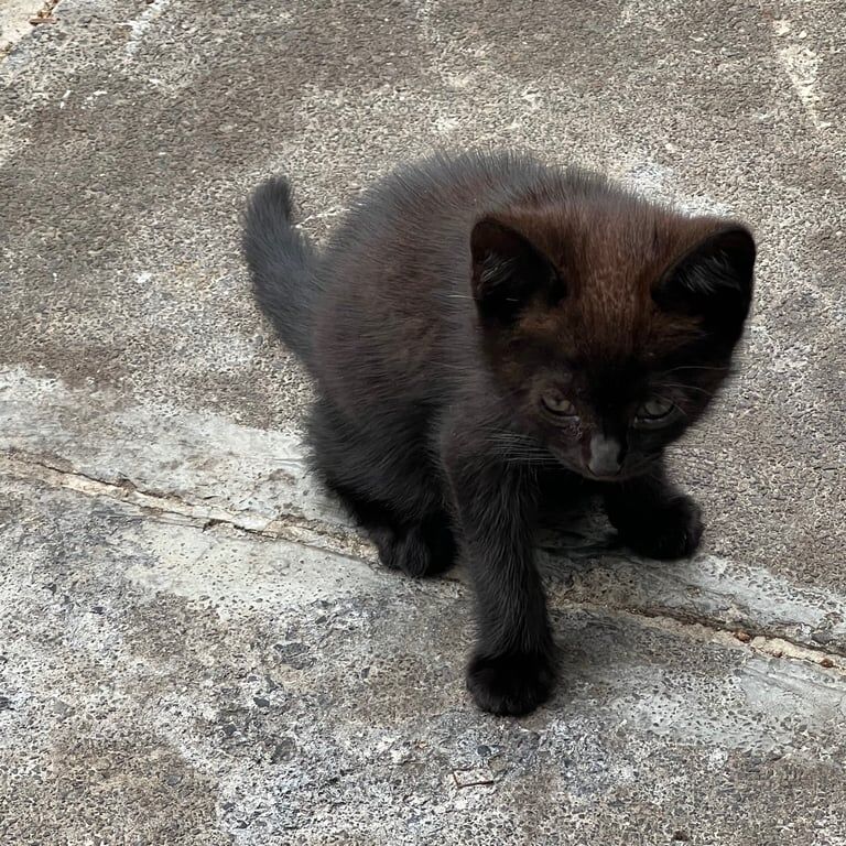 Persian kittens for sale in Northolt, Greater London – 4 years old