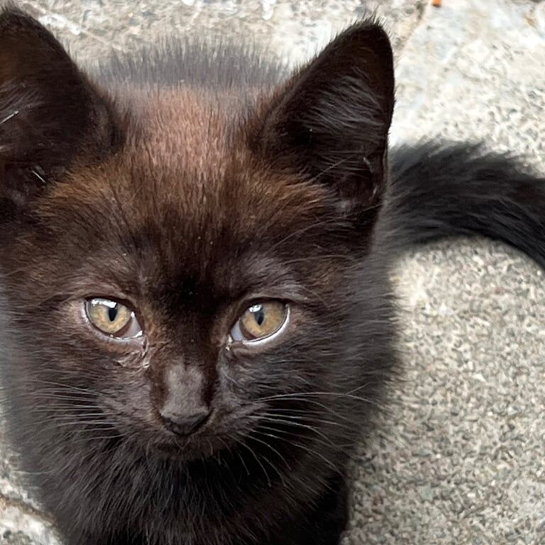 Persian kittens for sale in Northolt, Greater London – 4 years old - Image 3 of 3