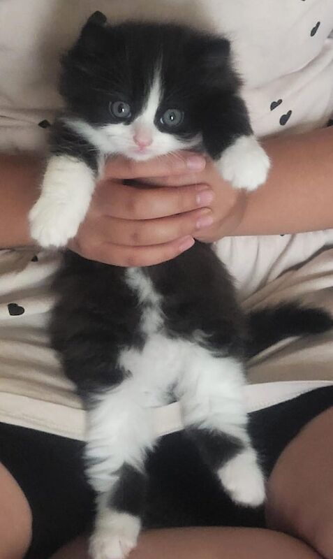 Persian kittens for sale in Wembley, Greater London – 6 weeks old