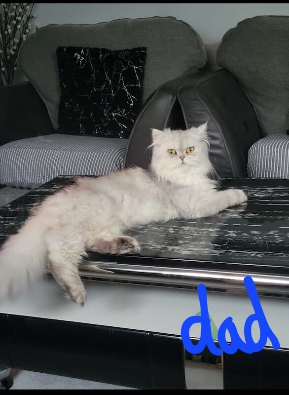 Persian kittens for sale in Wembley, Greater London – 6 weeks old - Image 2 of 3