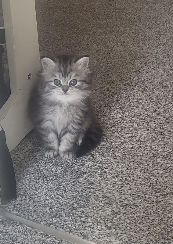 Persian kittens for sale in Wembley, Greater London – 6 weeks old - Image 3 of 3
