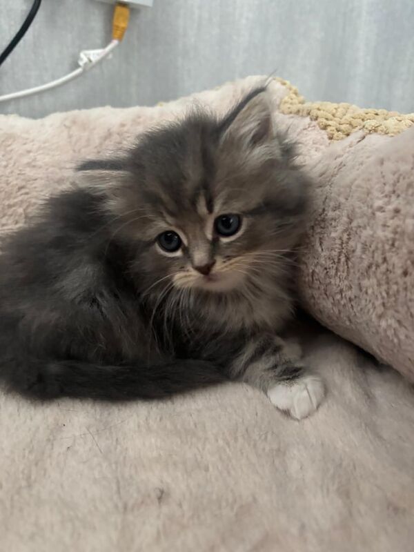 Persian kittens for sale in Larkhall, Lanarkshire – 6 weeks old