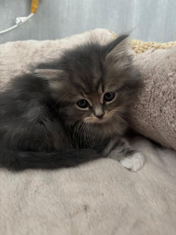 Persian kittens for sale in Larkhall, Lanarkshire – 6 weeks old - Image 2 of 3