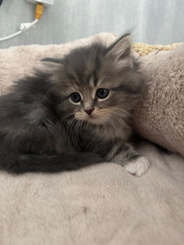 Persian kittens for sale in Larkhall, Lanarkshire – 6 weeks old - Image 3 of 3
