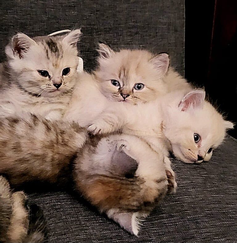 Persian kittens for sale in Norbury, Greater London β 7 weeks old