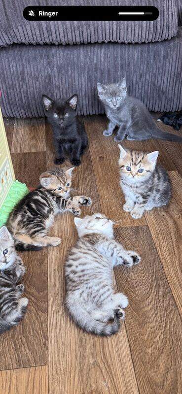 Persian kittens for sale in Ely, Cambridgeshire – 10 weeks old