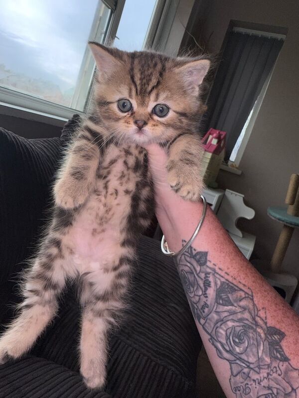 Persian kittens for sale in Ely, Cambridgeshire – 10 weeks old - Image 2 of 3