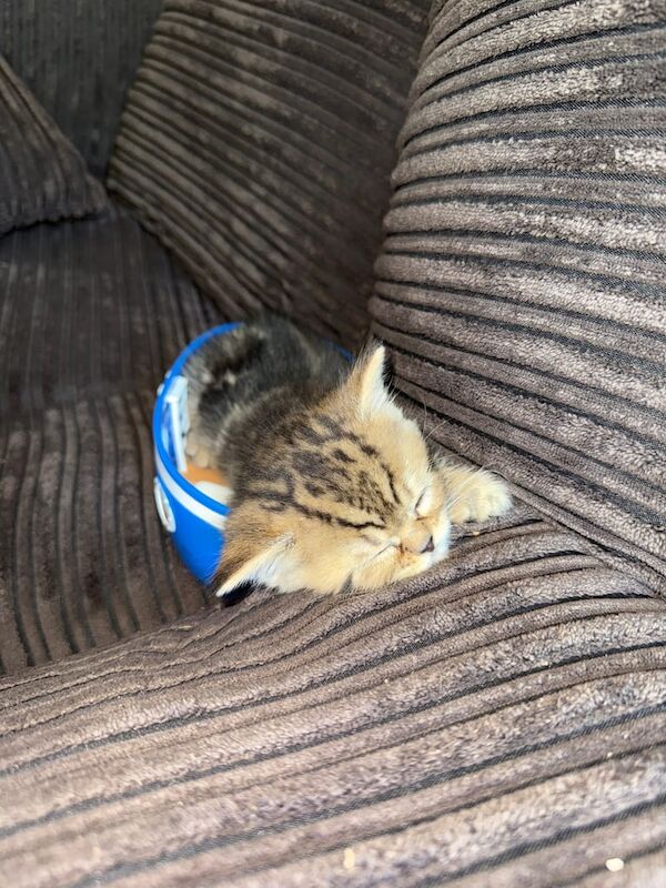 Persian kittens for sale in Ely, Cambridgeshire – 10 weeks old - Image 3 of 3
