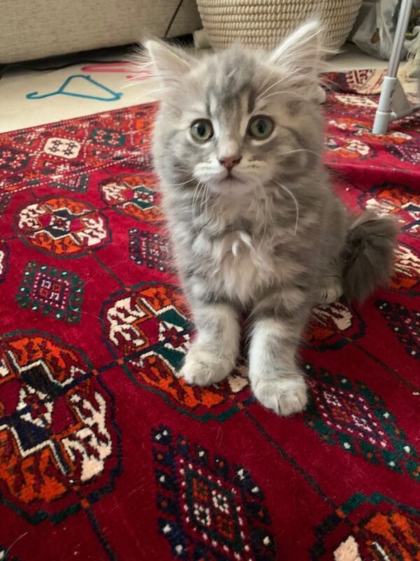 Kittens ragdoll /persian for sale in Leicester, Leicestershire