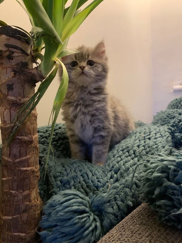Kittens ragdoll /persian for sale in Leicester, Leicestershire - Image 2
