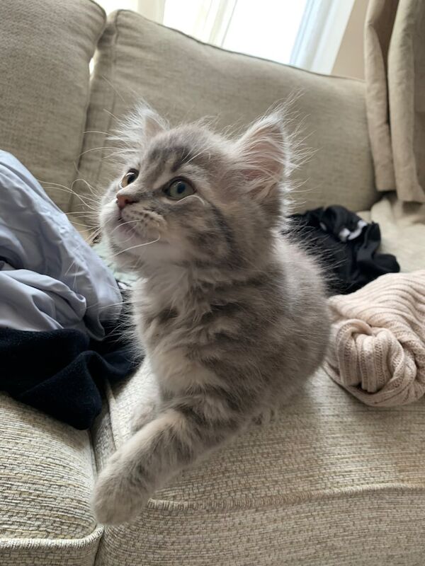 Kittens ragdoll /persian for sale in Leicester, Leicestershire - Image 3
