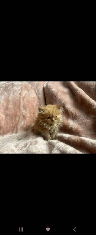 Persian kittens for sale in Cheetham Hill, Greater Manchester – 9 weeks old