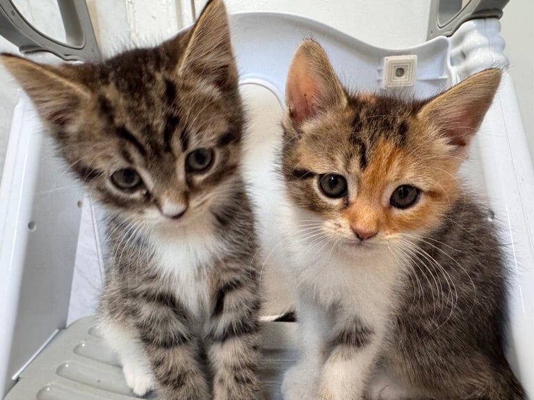 Persian kittens for sale in Chalfont St Peter, Buckinghamshire – 8 weeks old