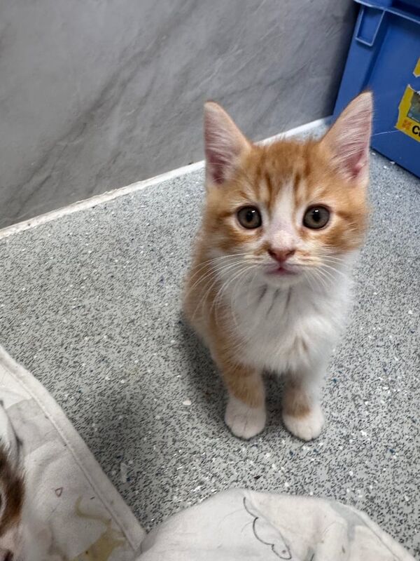 Persian kittens for sale in Chalfont St Peter, Buckinghamshire – 8 weeks old - Image 2 of 3