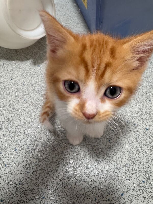Persian kittens for sale in Chalfont St Peter, Buckinghamshire – 8 weeks old - Image 3 of 3
