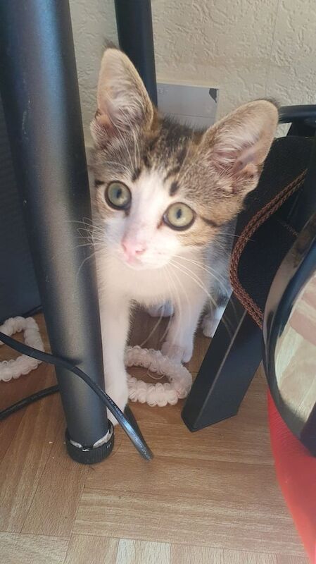 Persian kittens for sale in Sandwell, West Midlands – 11 weeks old