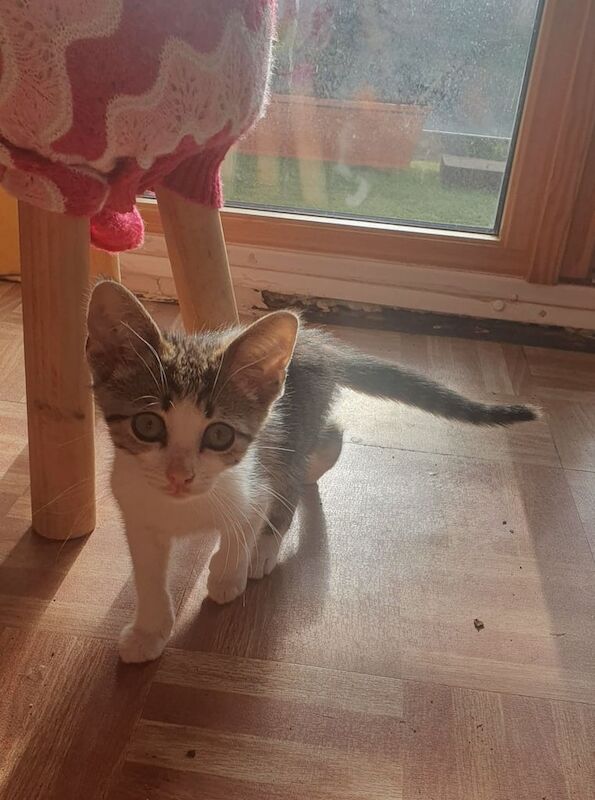 Persian kittens for sale in Sandwell, West Midlands – 11 weeks old - Image 2 of 3