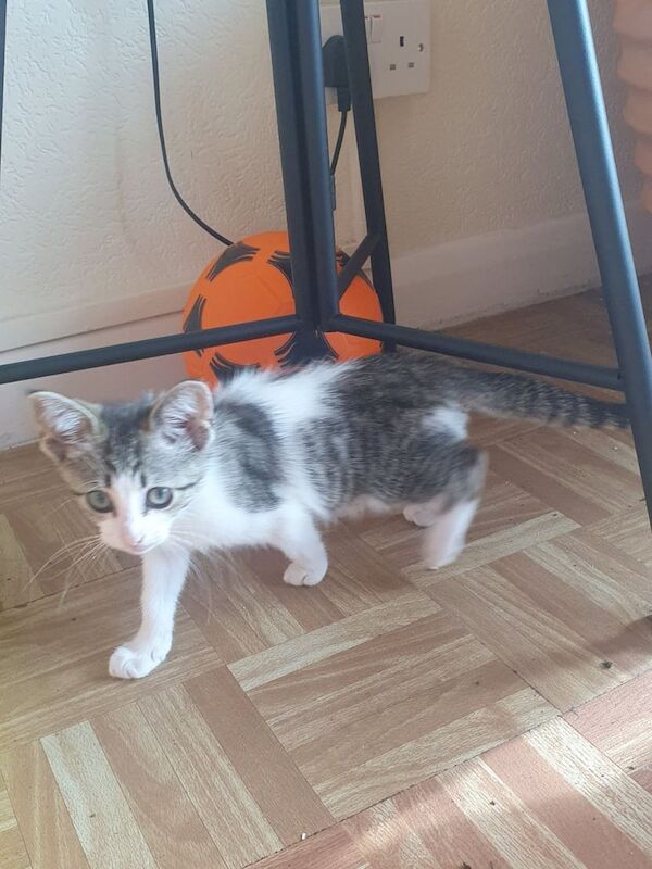 Persian kittens for sale in Sandwell, West Midlands – 11 weeks old - Image 3 of 3