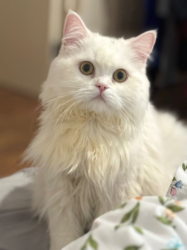 Leo male Persian cat for sale in Woolwich, Greater London